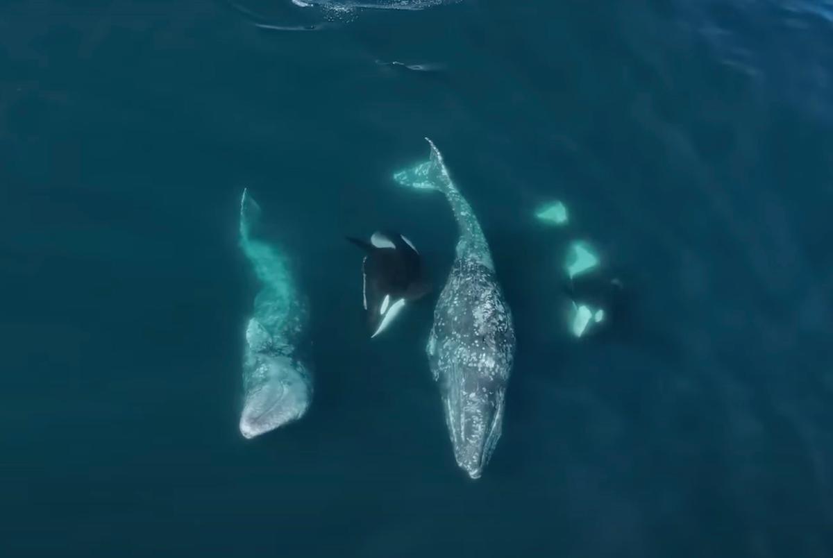 Orcas seen attacking the pair of gray whales from below. (Courtesy of Evan Brodsky and Monterey Bay Whale Watch)