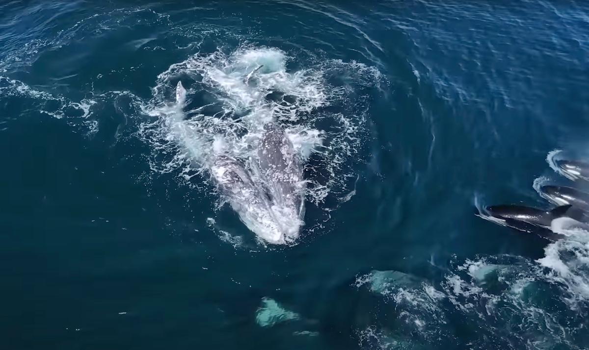 Dozens of orcas took on two grey whales near Monterey Bay, California, on March 29. (Courtesy of Evan Brodsky and Monterey Bay Whale Watch)