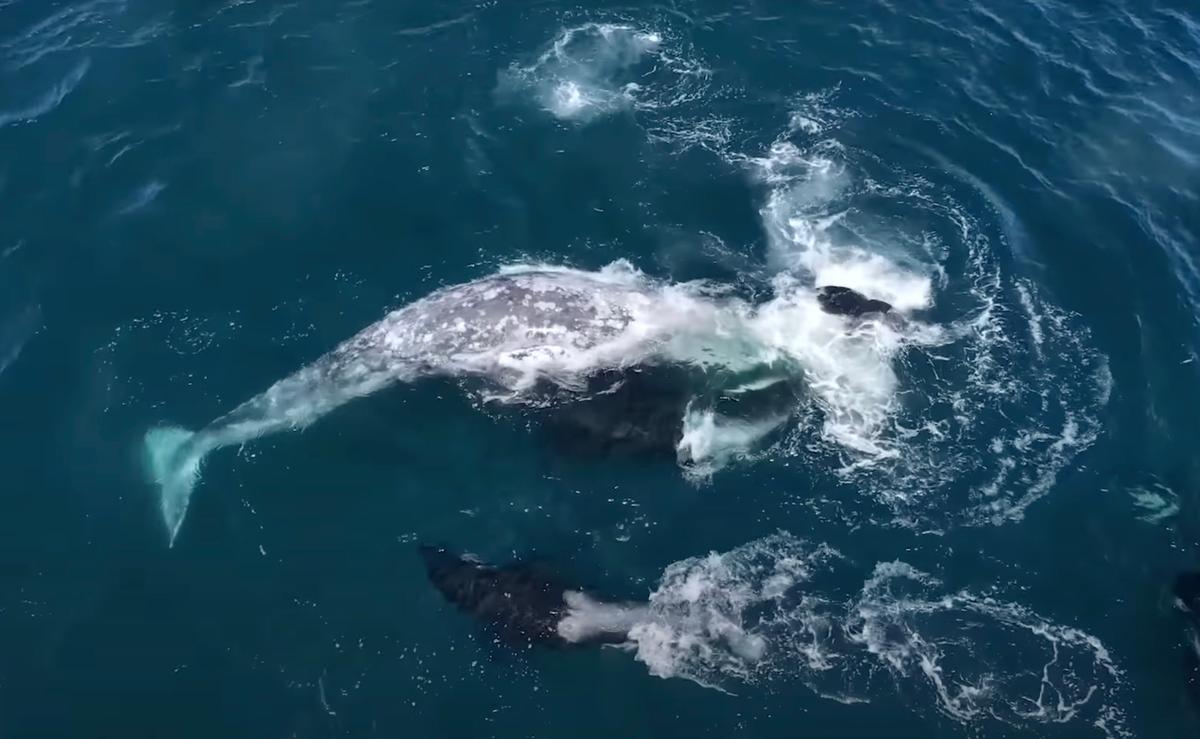 The lone gray whale rolls over again to avoid being rammed and later escaped. (Courtesy of Evan Brodsky and Monterey Bay Whale Watch)