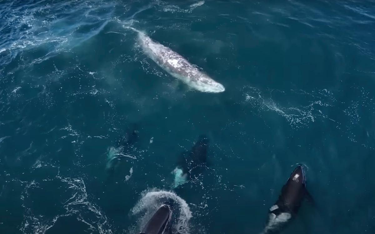 Orcas targeted the remaining gray whale after the other managed to escape to shallower waters. (Courtesy of Evan Brodsky and Monterey Bay Whale Watch)