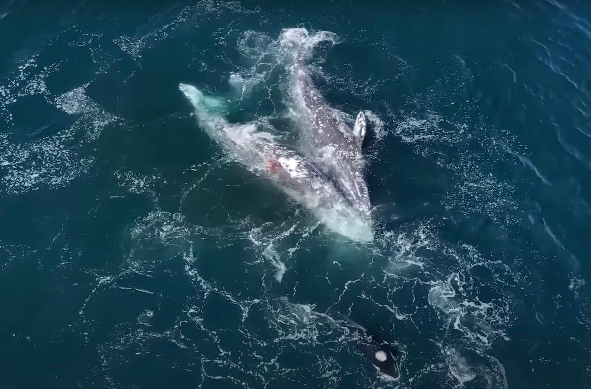 One adult gray whale was severely injured during the attack. (Courtesy of Evan Brodsky and Monterey Bay Whale Watch)