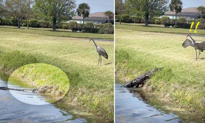 VIDEO: Bird Humiliates 8-foot Florida Alligator After Tense Standoff, Sends It Scurrying Back to Pond