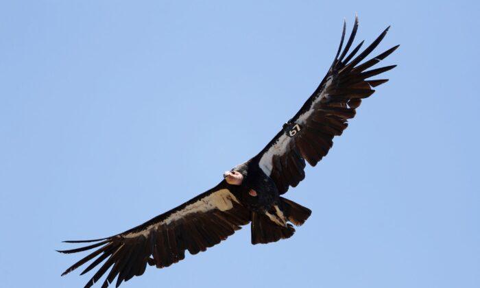 Avian Flu Kills 3 California Condors in Northern Arizona