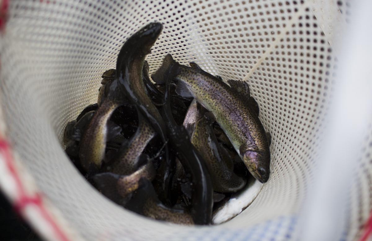 Whirling Disease Detected at New Mexico Fish Hatchery
