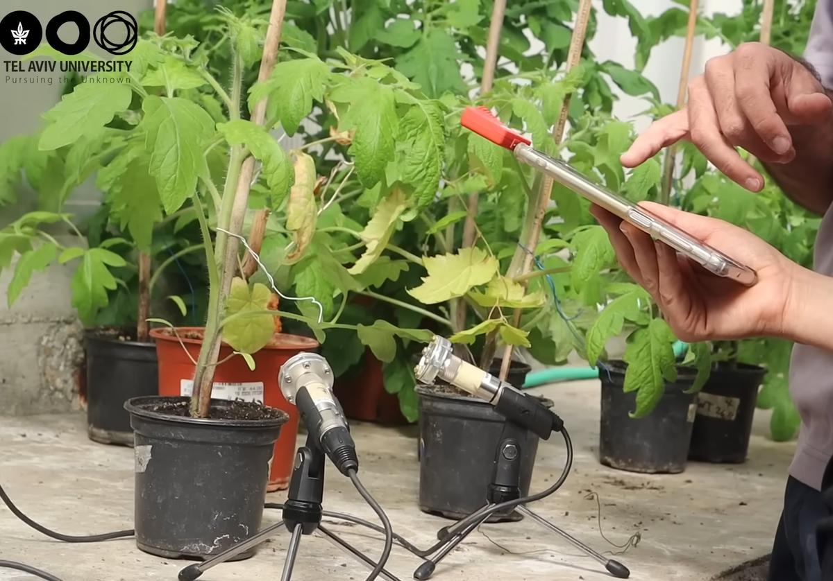 Researchers at Tel Aviv University examine sound data collected from plants. (Courtesy of <a href="https://english.tau.ac.il/">Tel Aviv University</a>)