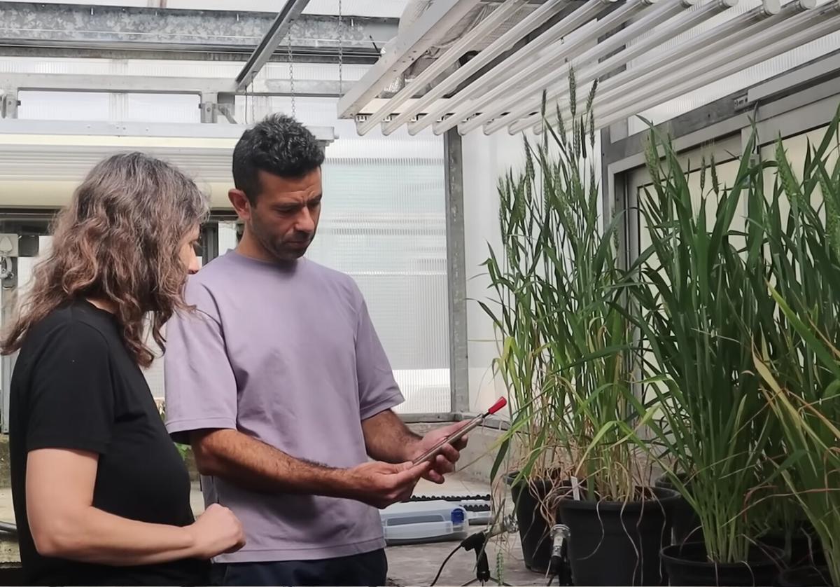 Tel Aviv University researchers examine sound data recorded from plants. (Courtesy of <a href="https://english.tau.ac.il/">Tel Aviv University</a>)