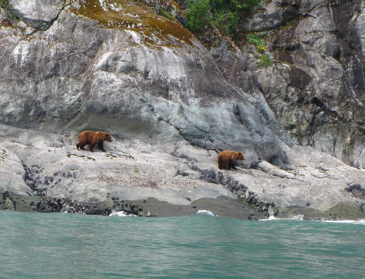 Brown bears, estimated at about 300, are spotted along the shoreline from the tour boat. They roamed along, turning around rocks on beaches to look for salty tidal delicacies. (Lewis Leung/Minneapolis Star Tribune/TNS)