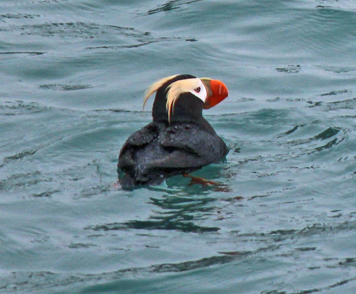 The park is estimated to have 170 bird species. Here, a tufted puffin with its signature orange-red, short, rounded beak goes for a swim. (Lewis Leung/Minneapolis Star Tribune/TNS)