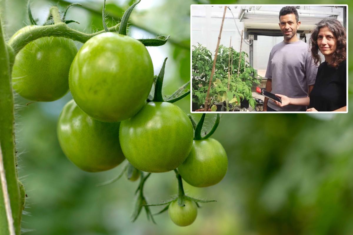 Tomatoes growing in a greenhouse (Valery Rybakow/Shutterstock); (Inset) (L-R) Tel Aviv University researchers Professor Yossi Yovel and Professor Lilach Hadany. (Courtesy of <a href="https://english.tau.ac.il/">Tel Aviv University</a>)