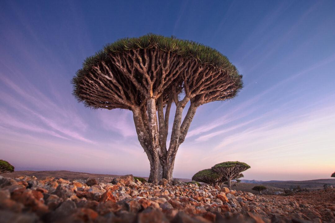 Dragon’s Blood: One of the Most Potent Sources of Antioxidants on the Planet