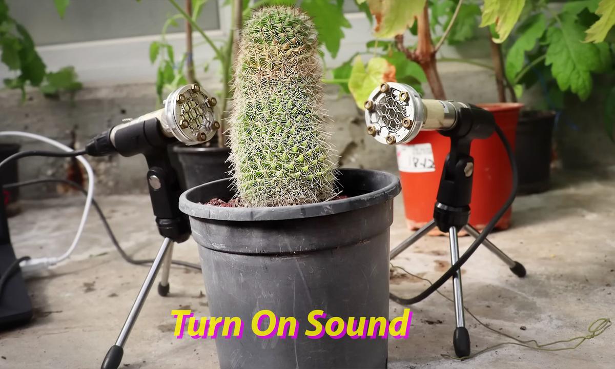 ‘Singing’ Plants? Researchers Discover Plants Make High-Frequency Noise—And It Sounds Like This