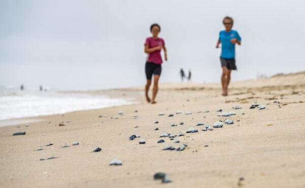 Large numbers of Velella Velella washed up in Newport Beach, Calif., on April 10, 2023. (John Fredricks/The Epoch Times)