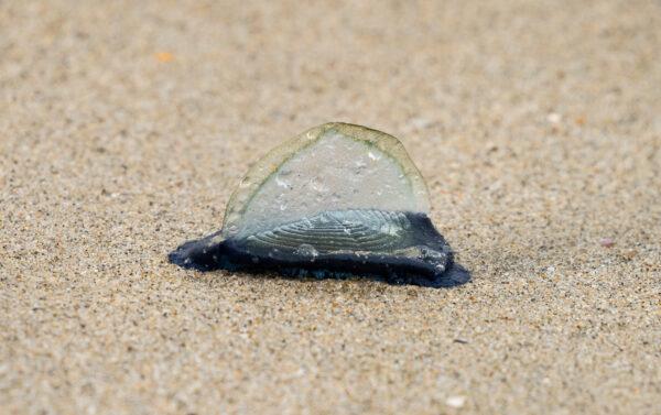Velella Velella washed up in large swarms in Newport Beach, Calif., on April 10, 2023. (John Fredricks/The Epoch Times)