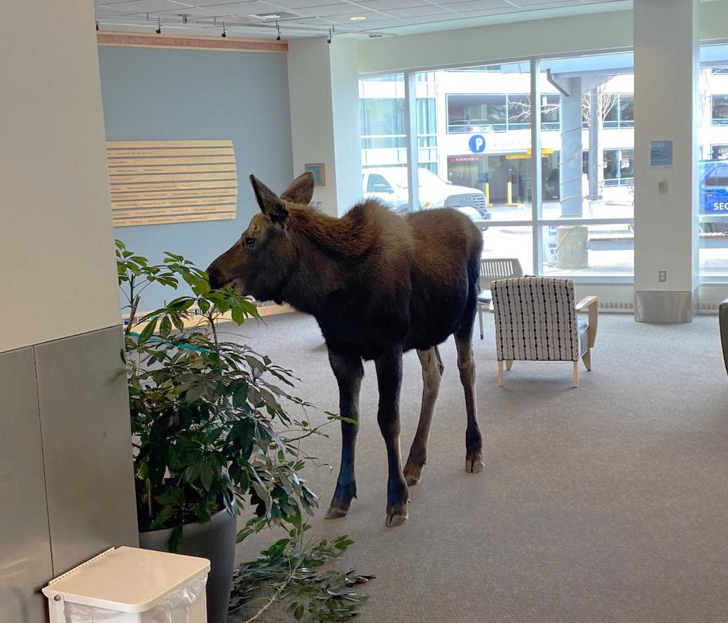 A moose stands inside a Providence Alaska Health Park medical building in Anchorage, Alaska. (Providence Alaska via AP)