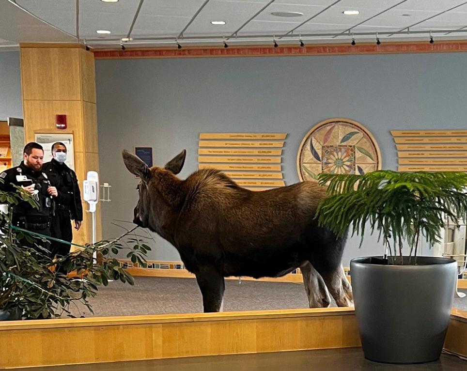 A moose chomps down on plants in the lobby until security was able to shoo it out, but not before people stopped by to take photos of the moose. (Providence Alaska via AP)