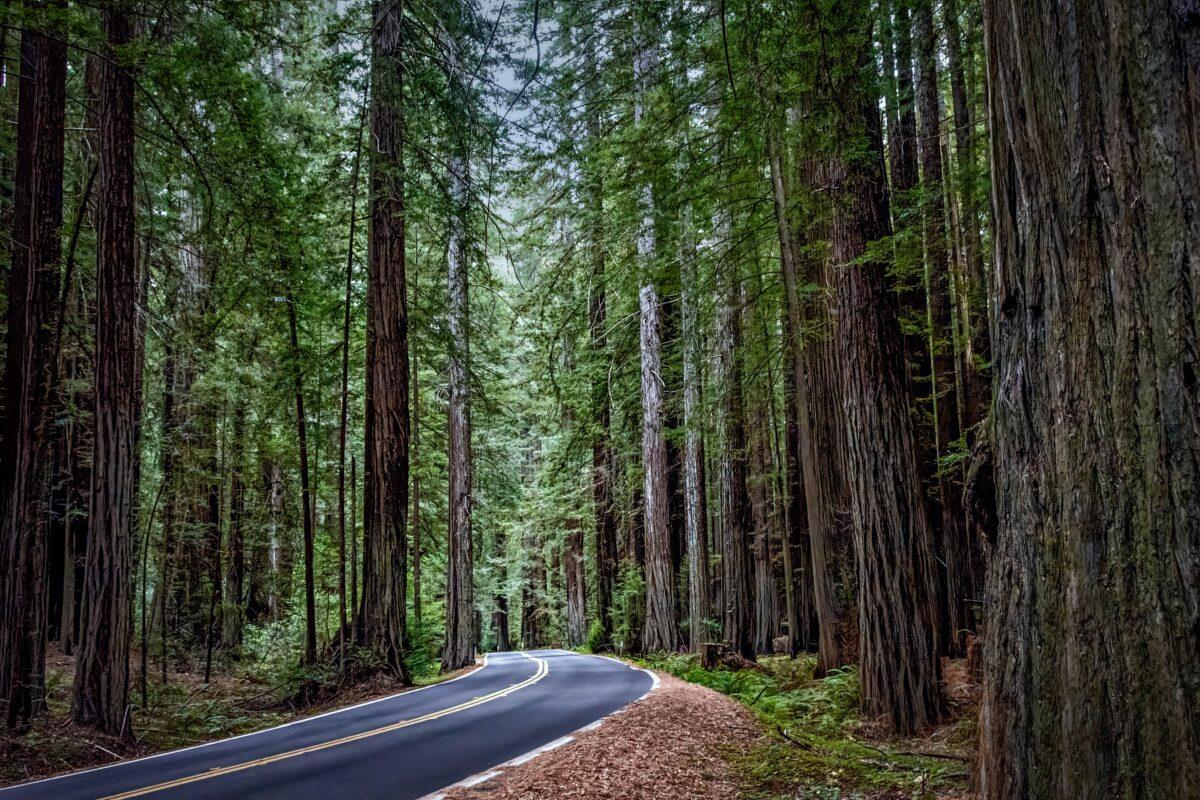 The highway intermittently winds through coastal redwood forests. (Maria Coulson)