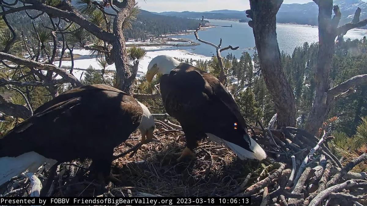 Jackie and Shadow in their nest (Courtesy of <a href="https://www.youtube.com/c/fobbvcam">FOBBV CAM</a>)