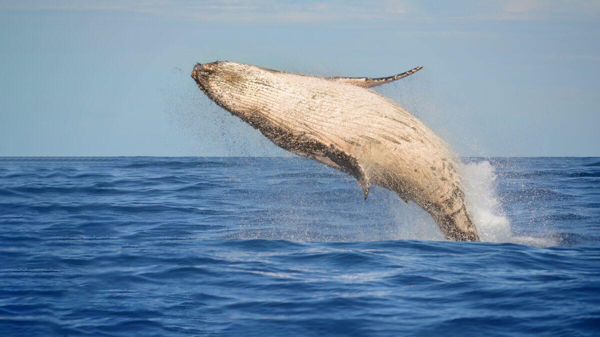 A breaching humpback whale observed during Chris’ Whale Watching boat tour on Monterey Bay. (Maria Coulson)