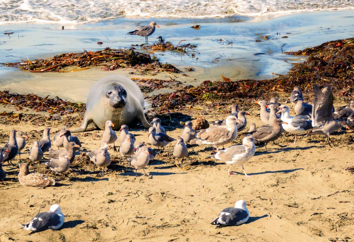 An adolescent elephant seal approaches a crowd of seagulls. (Maria Coulson)