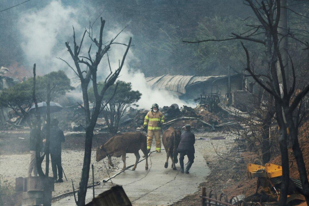One Dead, Hundreds Flee Wildfire in South Korean Seaside City