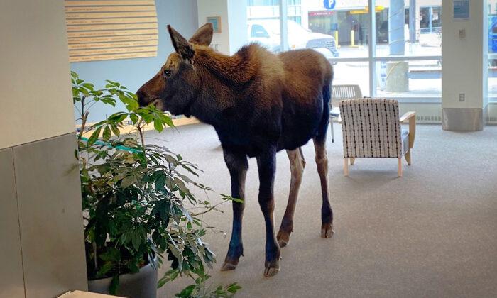 Medical Staff in Alaska Shocked by Moose Feasting on Lobby Plants in Hospital—And the Photos Go Viral