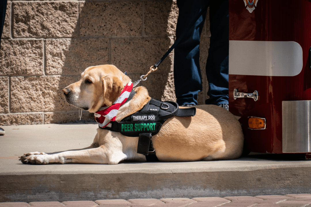 Orange County Fire Authority Adds New K9 to Its Ranks