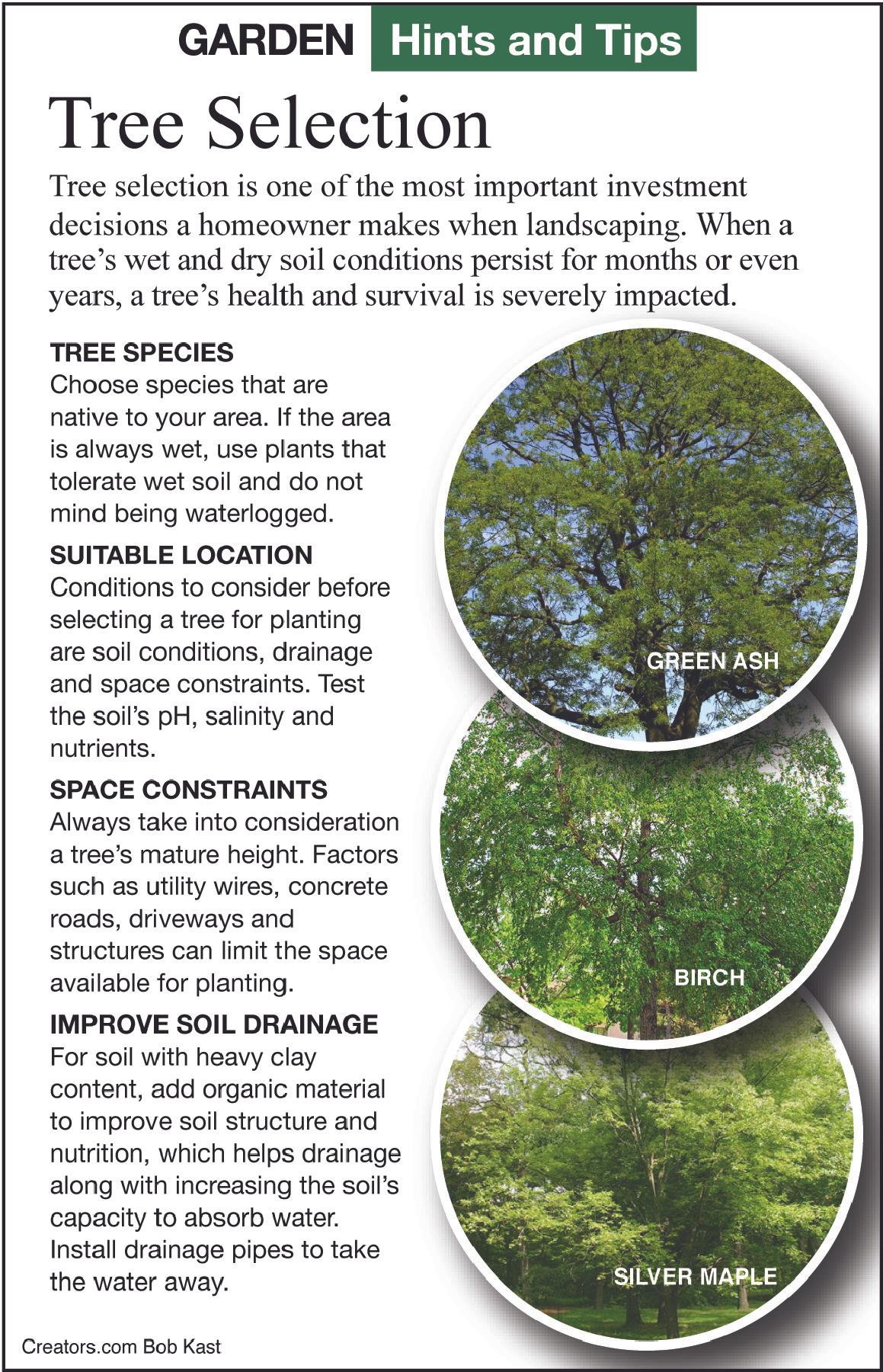tree selection tip sheet