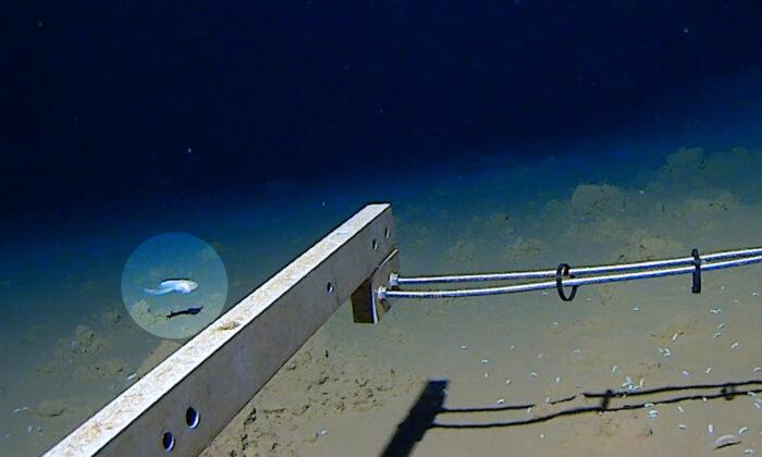 World’s Deepest Fish Discovered Over 27,000 Feet Below Sea Level, See How It Looks
