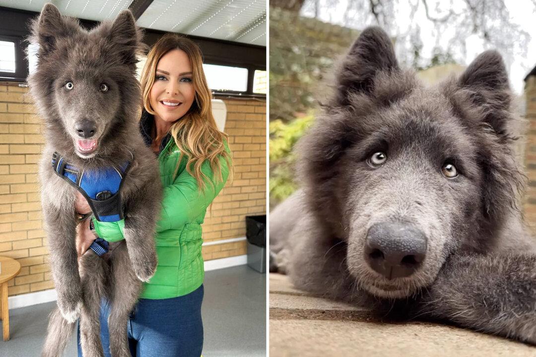 This Rare Giant ‘Blue Wolfdog’ Is Goofy and Fun—but Can’t Be Everyone’s Pet, Here’s Why: VIDEO