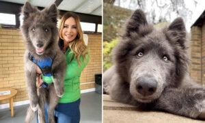 This Rare Giant ‘Blue Wolfdog’ Is Goofy and Fun—but Can’t Be Everyone’s Pet, Here’s Why: VIDEO