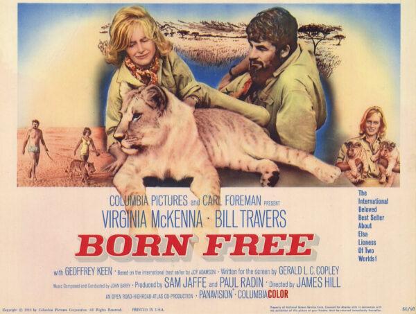 "Born Free" tells how a cub raised by Joy and George Adamson were freed in the wild. (MovieStillsDB)