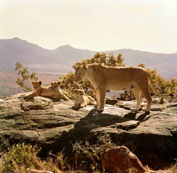 Elsa the lioness and her three cubs, in "Born Free." (MovieStillsDB)