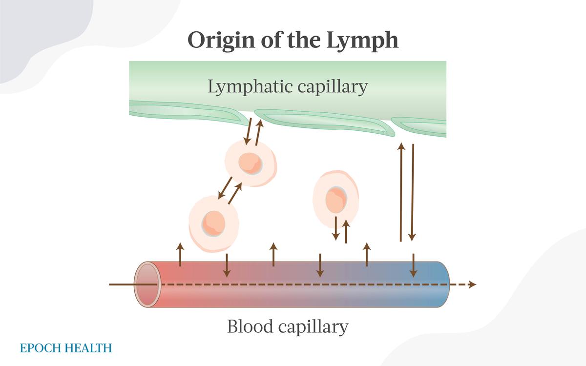 Lymph absorption from blood capillaries. (The Epoch Times)