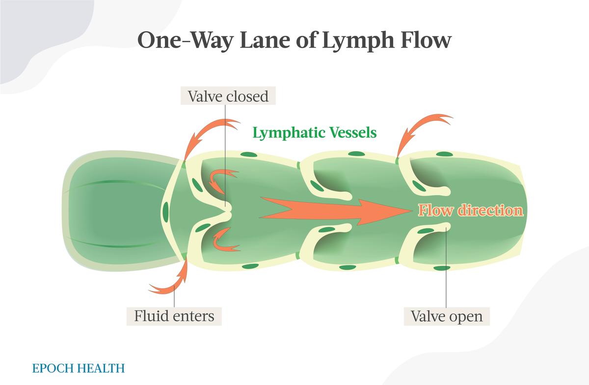 The lymphatic vessels are perfectly designed to allow only a one-way traffic flow. There are valves within the vessel, which only open in one direction. (The Epoch Times)