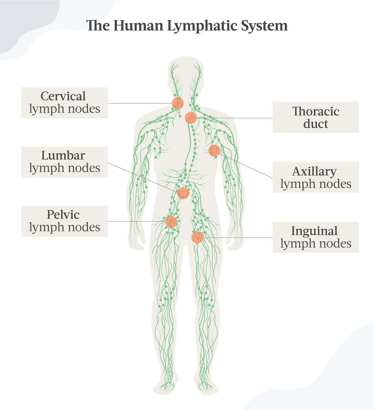 The human lymphatic system is an immune network manager. (The Epoch Times)