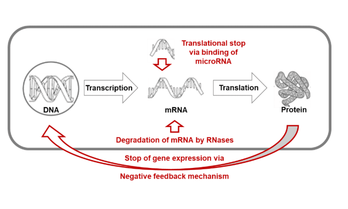 Messenger RNA carries the genetic information for the blueprint of one specific protein. (Courtesy of Klaus Steger)
