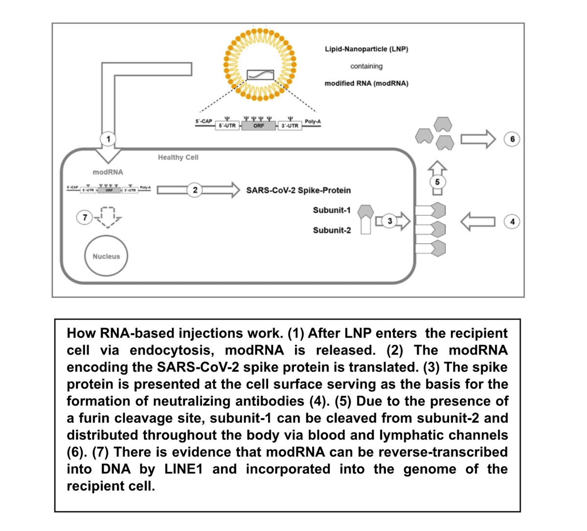 How RNA-based injections work. (Courtesy of Klaus Steger)