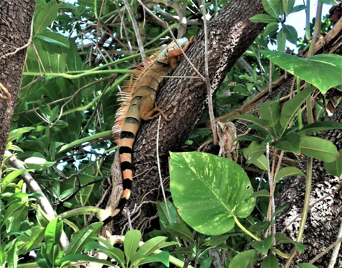 Lee County, Florida: Unanticipated Bonus Compliments of Hurricane Ian