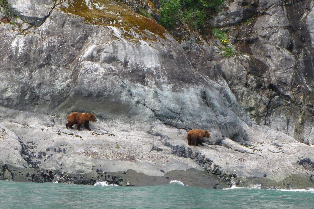 It’s Easy to See Wildlife When Visiting Alaska’s Glacier Bay