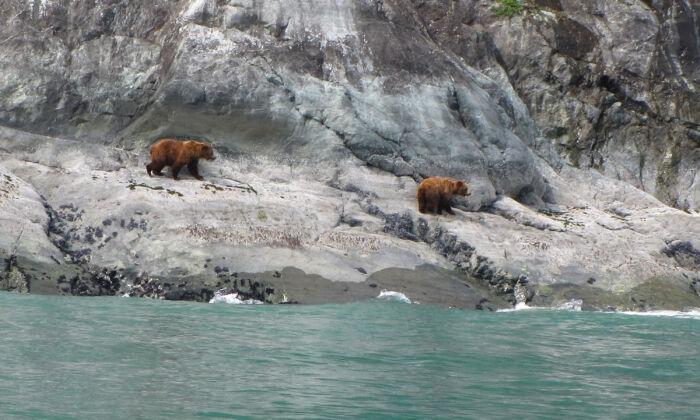 It’s Easy to See Wildlife When Visiting Alaska’s Glacier Bay
