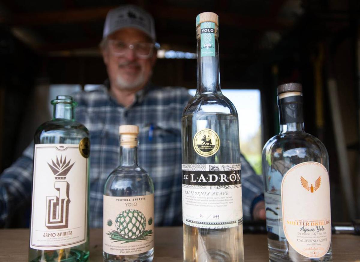 California Agave Council Director Craig Reynolds stands by to locally-grown agave spirits last month made from distilled agave plants harvested at Joe Mueller's farm in Woodland. (Paul Kitagaki Jr./The Sacramento Bee/TNS)