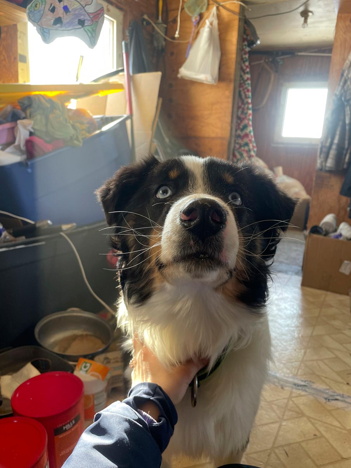 A photo provided by Mandy Iworrigan shows Nanuq, a 1-year-old Australian shepherd, after he was returned to Gambell, Alaska, on April 6, 2023. (Mandy Iworrigan/AP Photo)