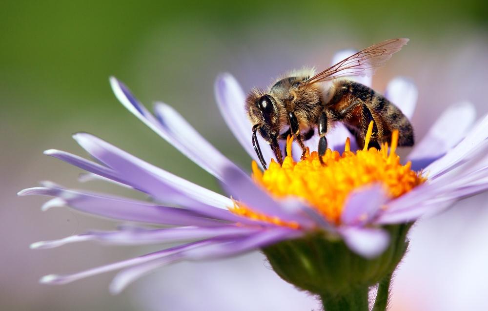 Honey bees, the most commonly known pollinator, are almost entirely responsible for pollinating certain crops such as blueberries, apples, and cherries. (Daniel Prudek/Shutterstock)
