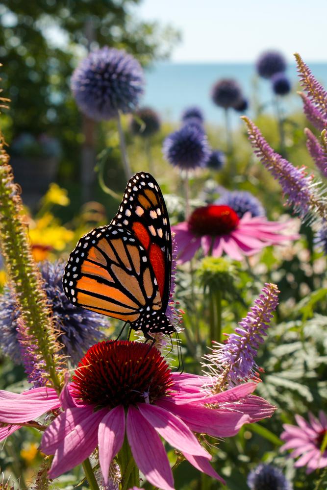 Bring different species of butterflies to your yard by growing their specific host plants. (Media Marketing/Shutterstock)