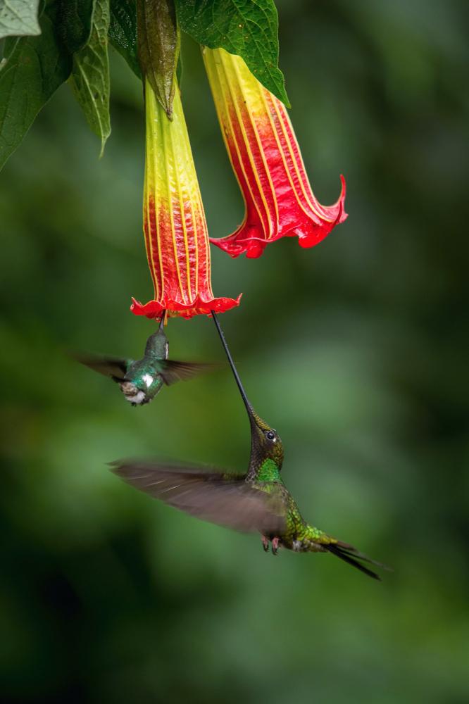 Bright nectar flowers attract hummingbirds, a key pollinator of wildflowers and some food crops. (Petr Simon/Shutterstock)