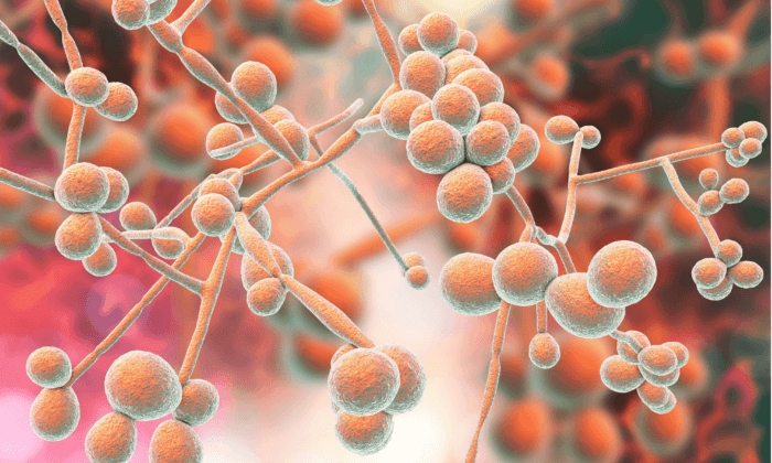 Fungal Infections Kill Millions, Yet Few Effective Treatments Are Available