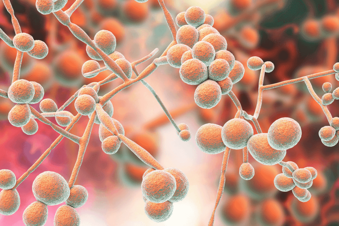 Holistic Treatment for Candida Infection