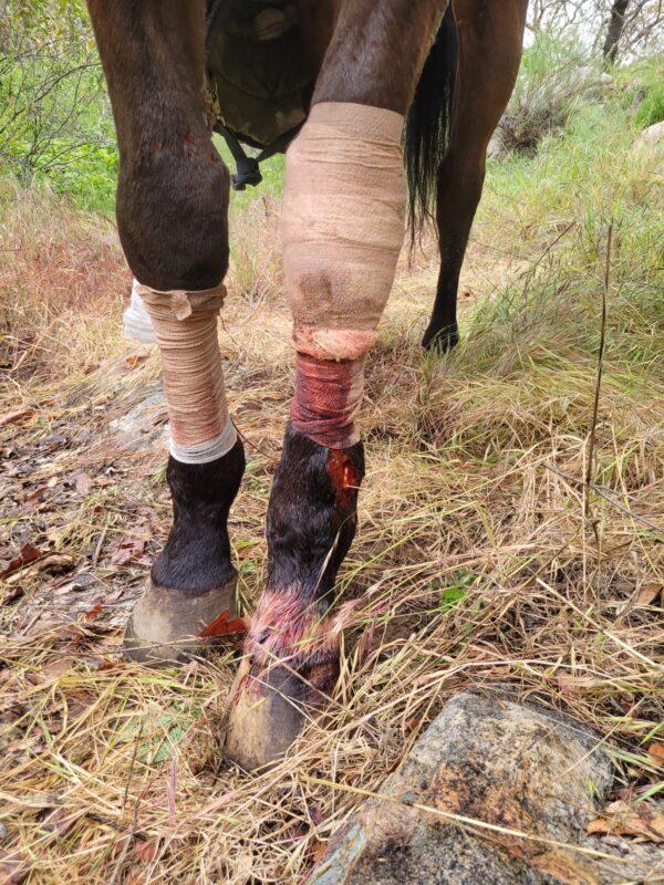 The horse, Dobby, suffered leg injuries after he slipped and fell off a trail near state Route 94 in the eastern San Diego County back country on April, 17, 2023. (Courtesy of San Diego Humane Society)