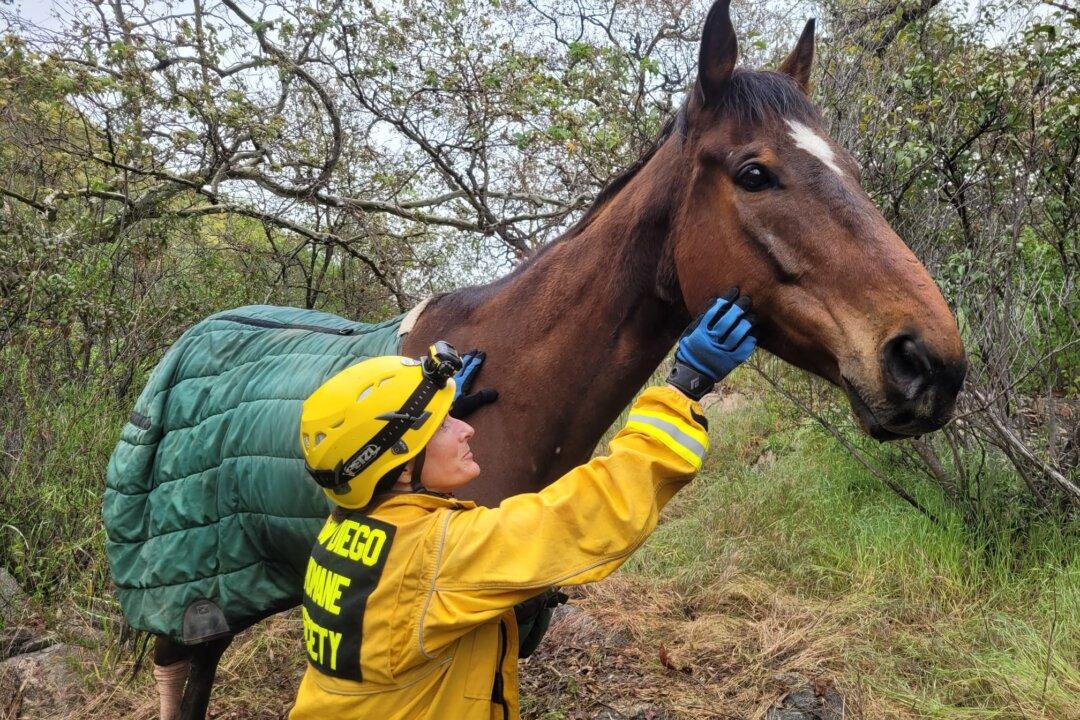 Horse Rescued Following 100-Foot Fall Down San Diego Hillside