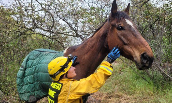 Horse Rescued Following 100-Foot Fall Down San Diego Hillside